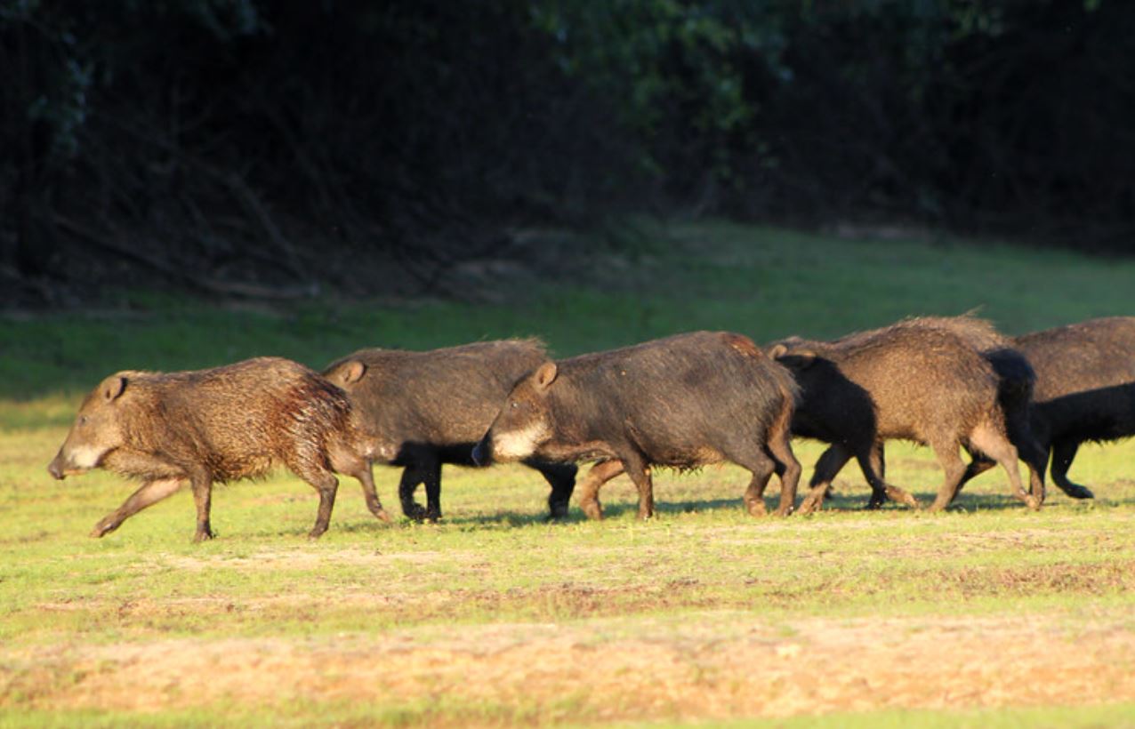 英雄联盟投注-貒猪